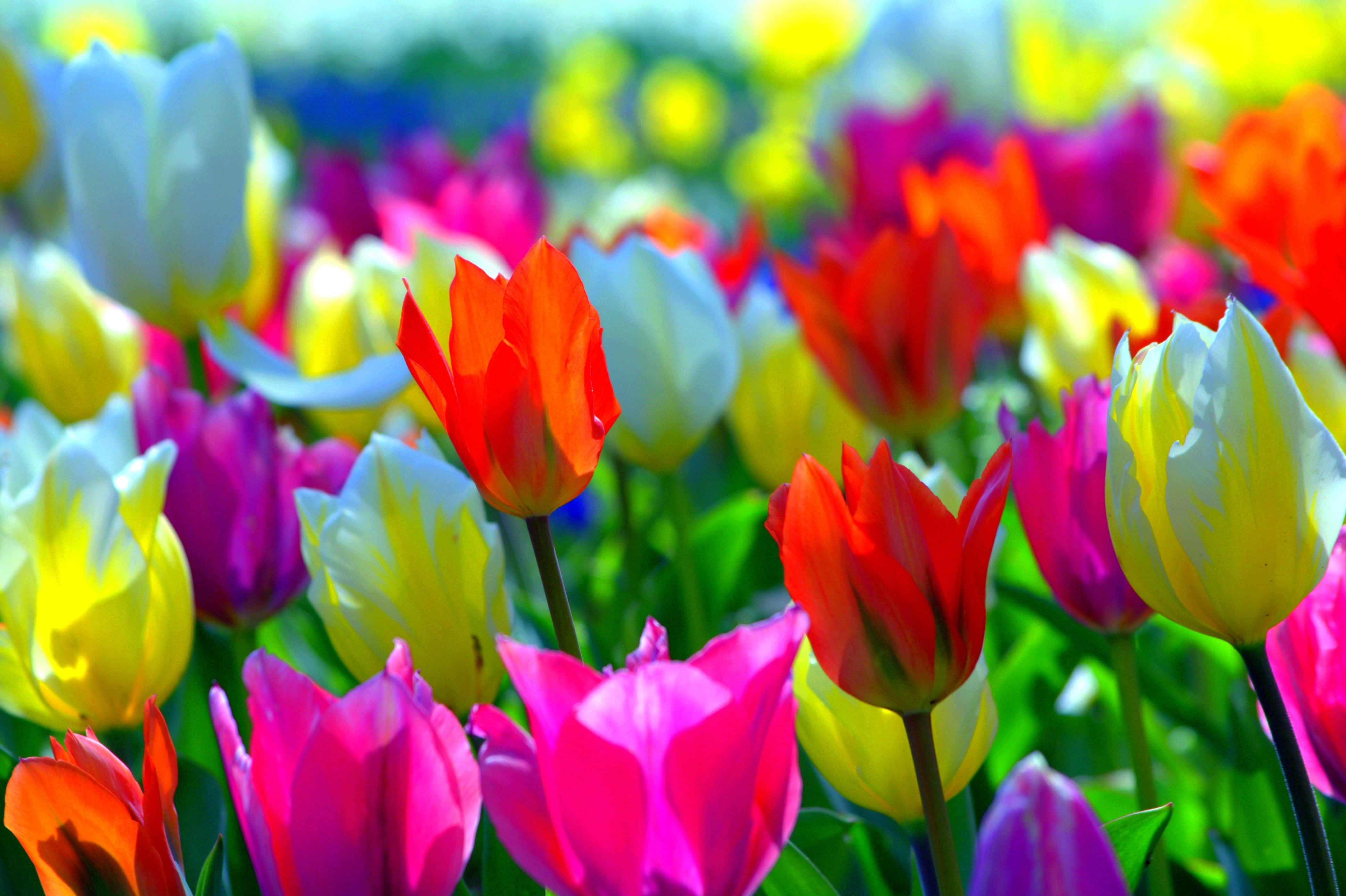 Spring Flowers Desktop, multicolored tulips, bright sunlight, 4K Desktop Wallpaper