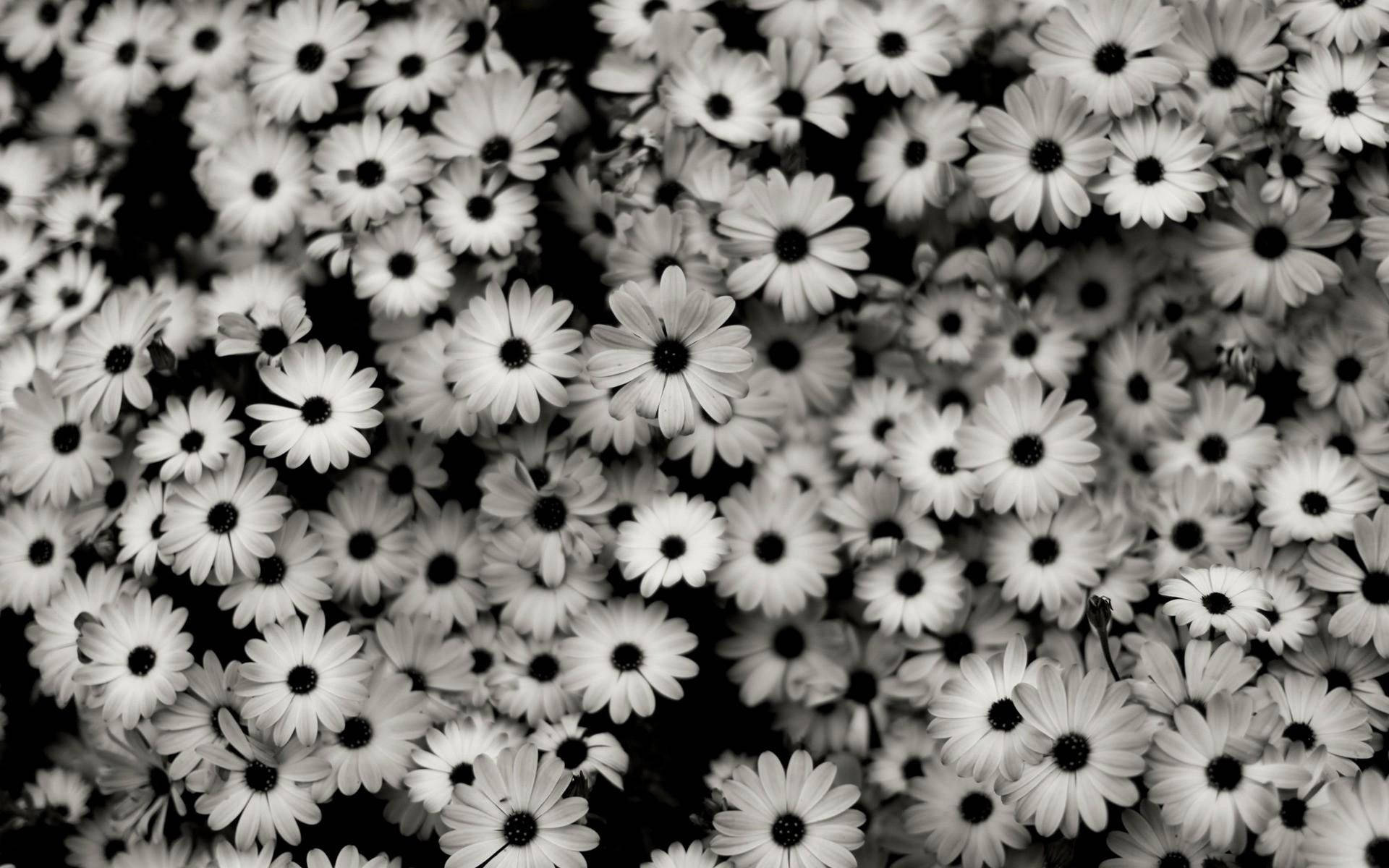 daisies, black aesthetic, tumblr, Full HD Desktop Wallpaper
