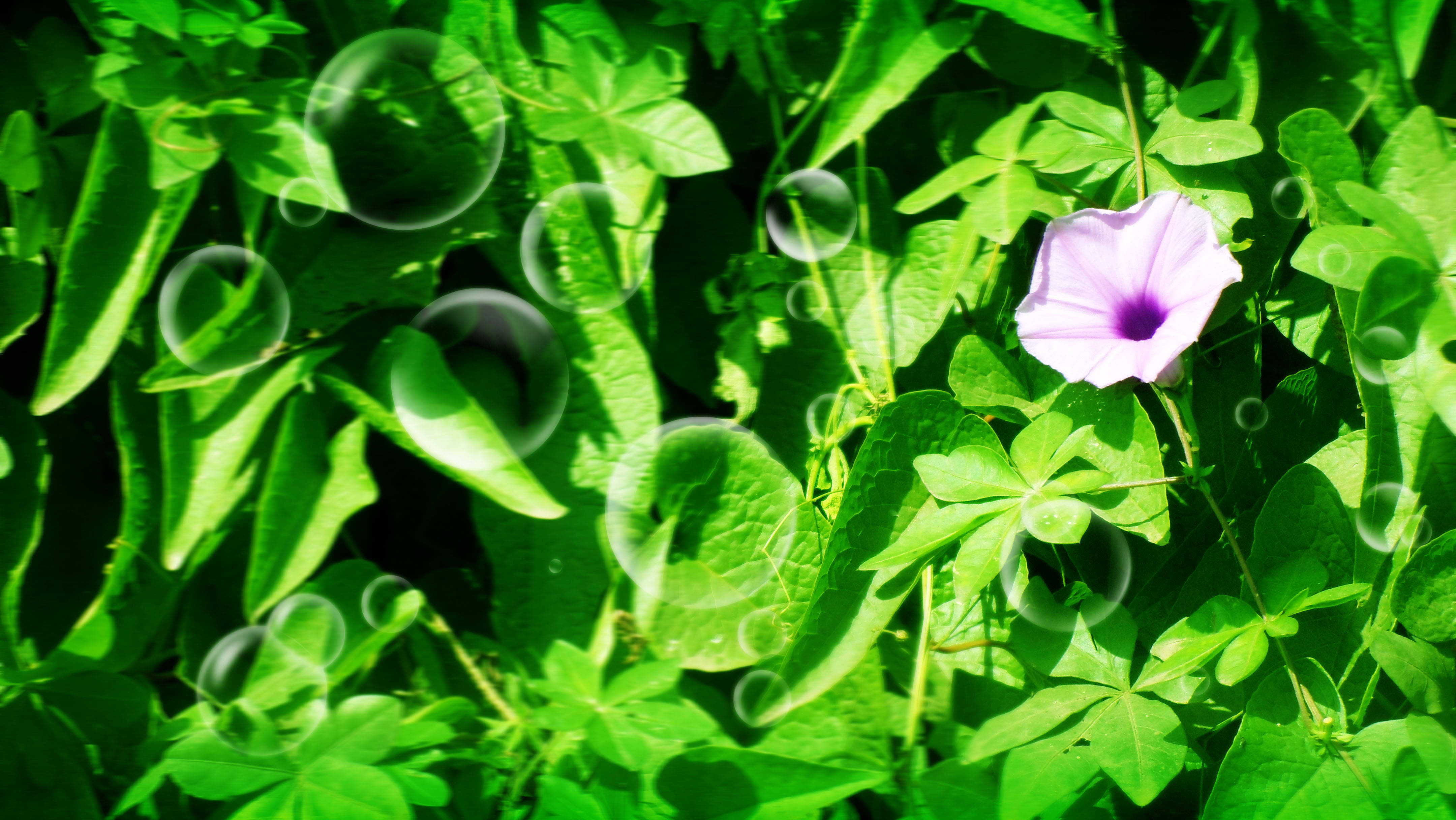 Tumblr Flower, purple flower, vibrant green leaves, 4K Desktop Wallpaper