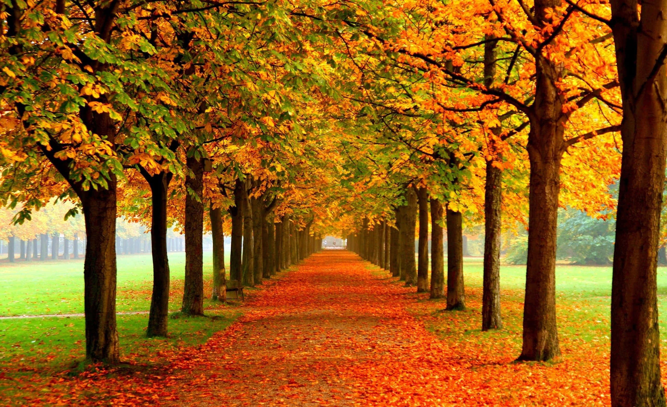 Tumblr iPad, autumn, tree-lined path, 2K Desktop Wallpaper