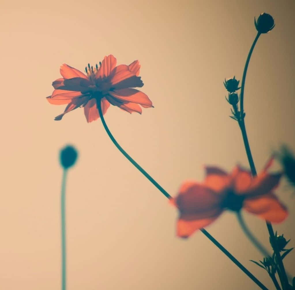 Tumblr, iPad, orange cosmos flower, SD Desktop Wallpaper
