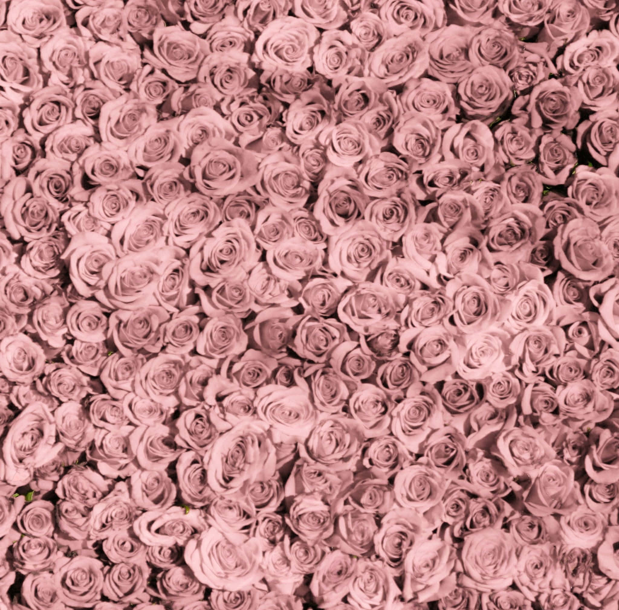 Tumblr iPad, pink roses, mauve roses, Full HD Desktop Wallpaper