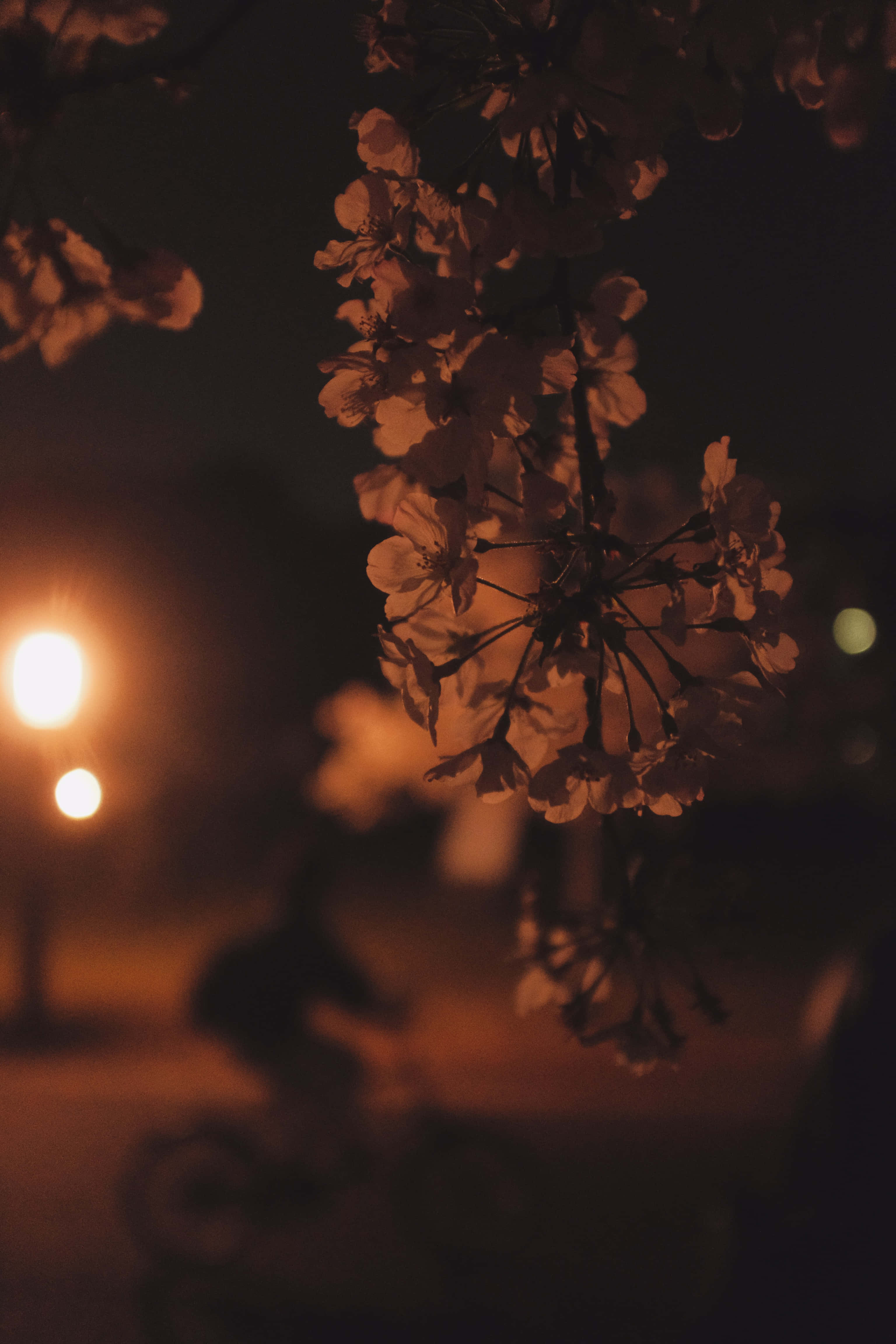 Tumblr iPhone, cherry blossoms, streetlights, 4K Phone Wallpaper