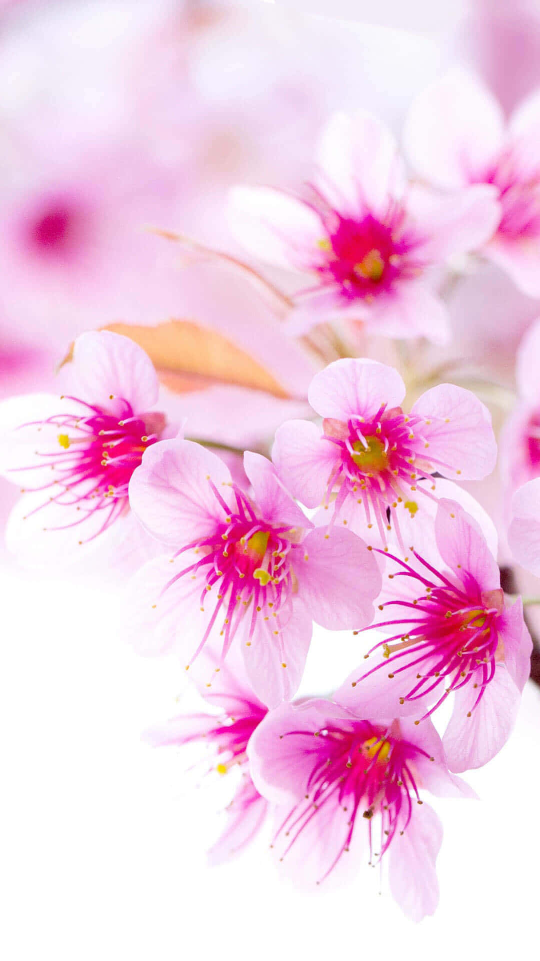 Tumblr, iPhone, cherry blossoms, Full HD Phone Wallpaper