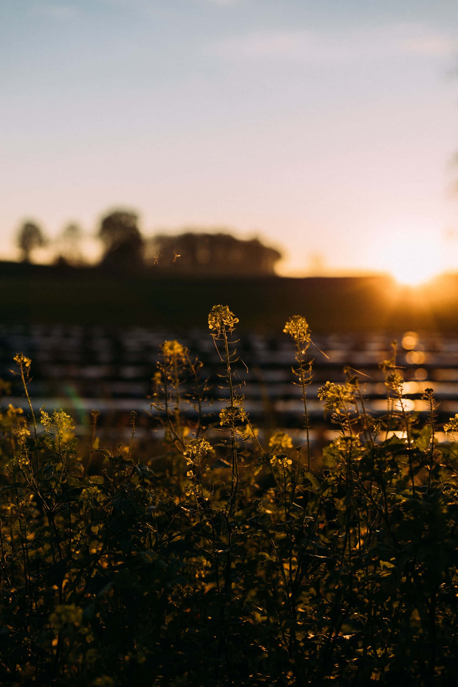 Tumblr iPhone, Golden sunset, delicate wildflowers, Full HD Phone Wallpaper