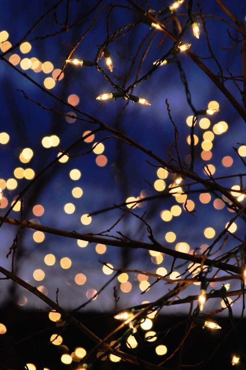 twinkling string lights, dark bare branches, deep blue night sky, SD Phone Wallpaper