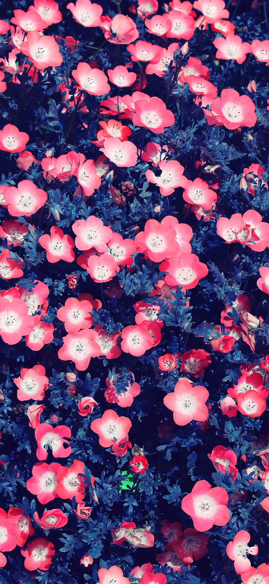 Tumblr, iPhone, pink flowers, Full HD Phone Wallpaper