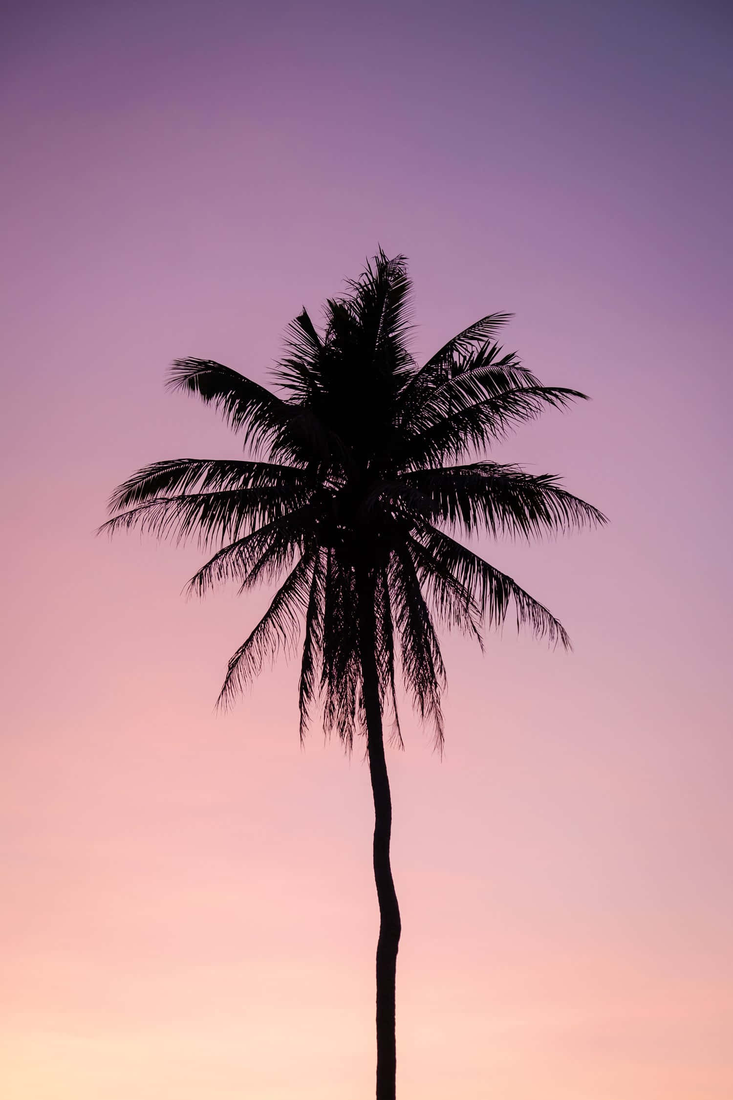 palm tree, dark silhouette, soft gradient sky, Full HD Phone Wallpaper