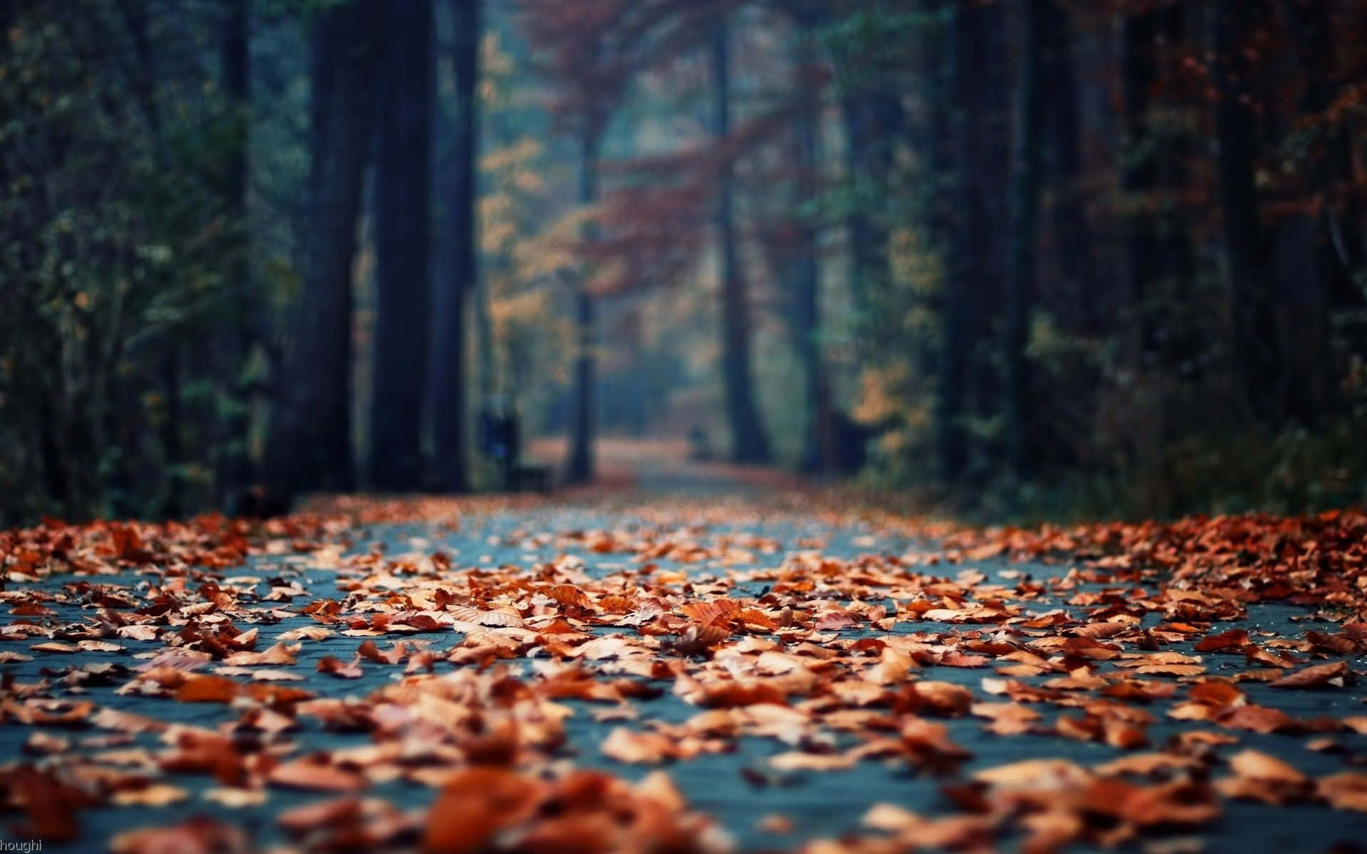 autumn leaves, forest path, vibrant orange, Full HD Desktop Wallpaper