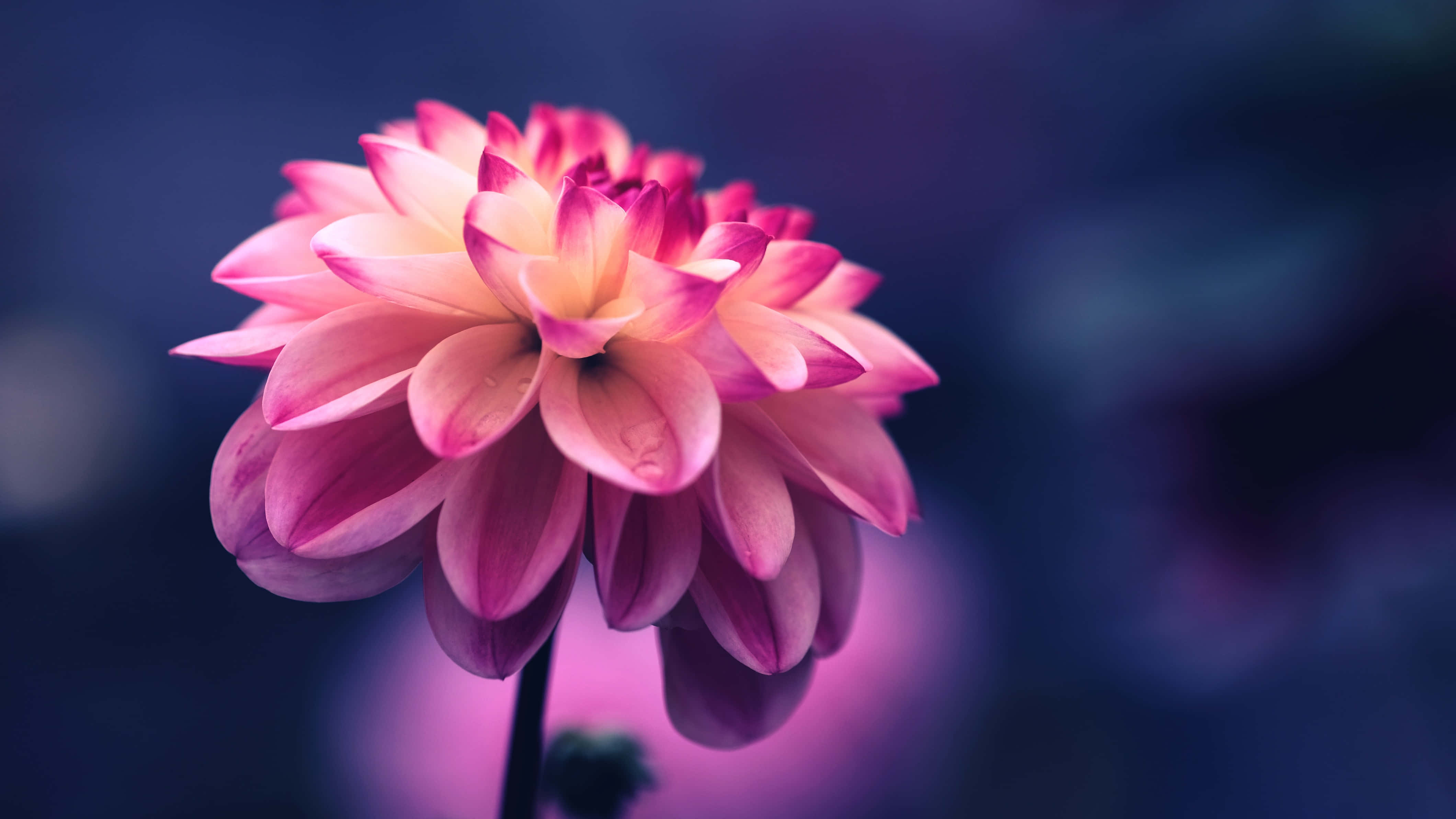 pink dahlia, gradient petals, dreamy purple bokeh background, 4K Desktop Wallpaper