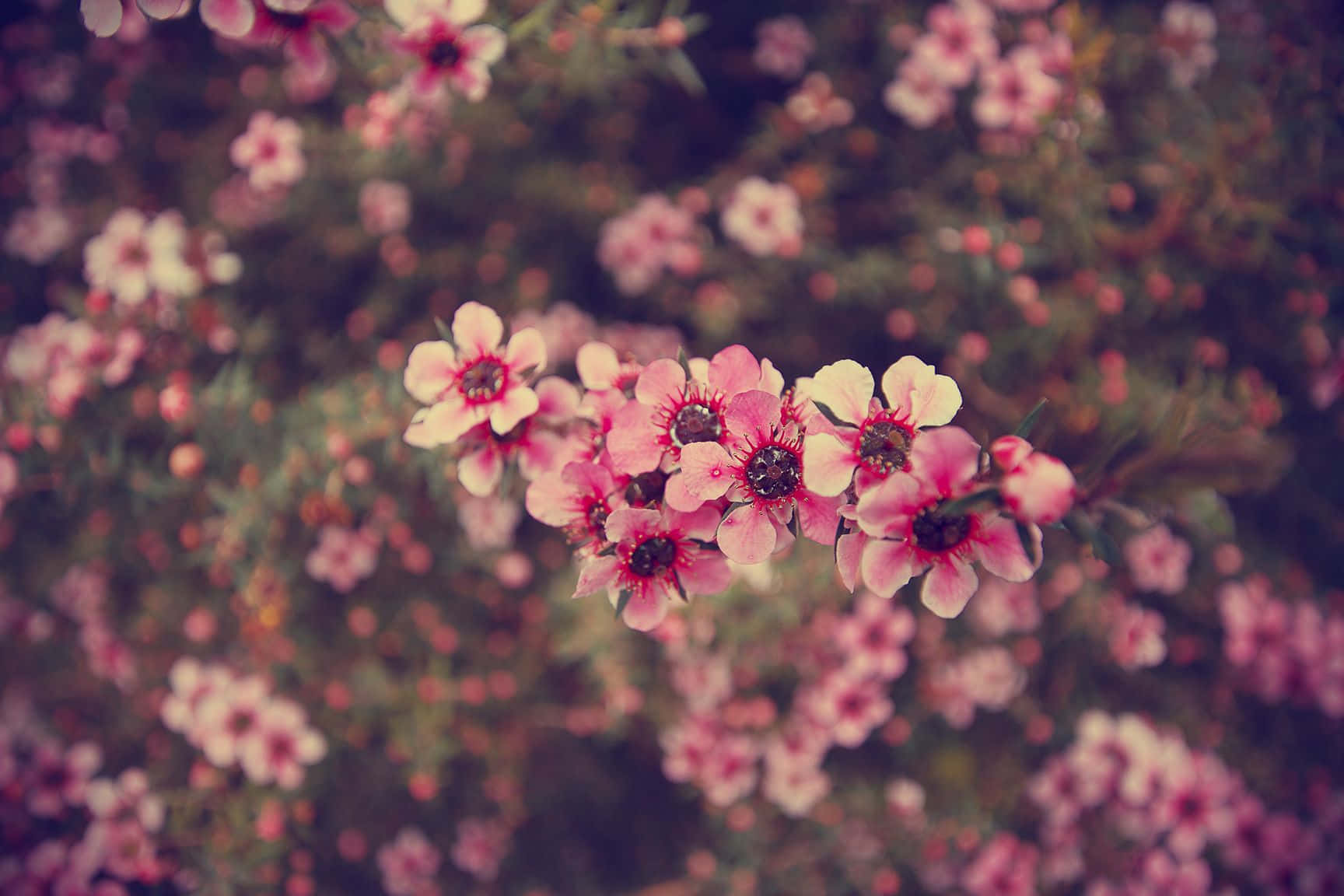 pink blossoms, white blossoms, dark centers, HD Desktop Wallpaper