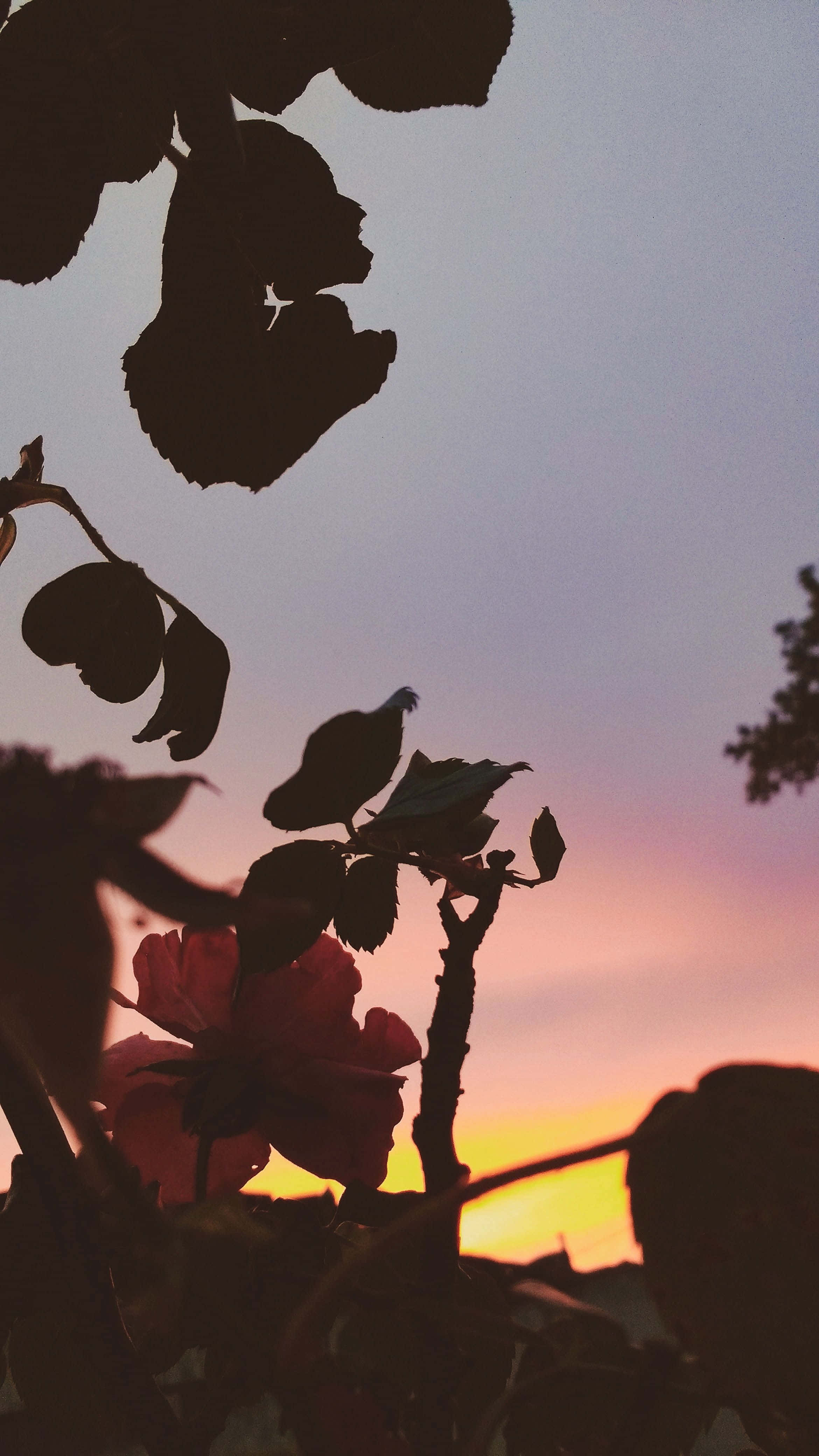 rose, leaves, vibrant sunset sky, 4K Phone Wallpaper