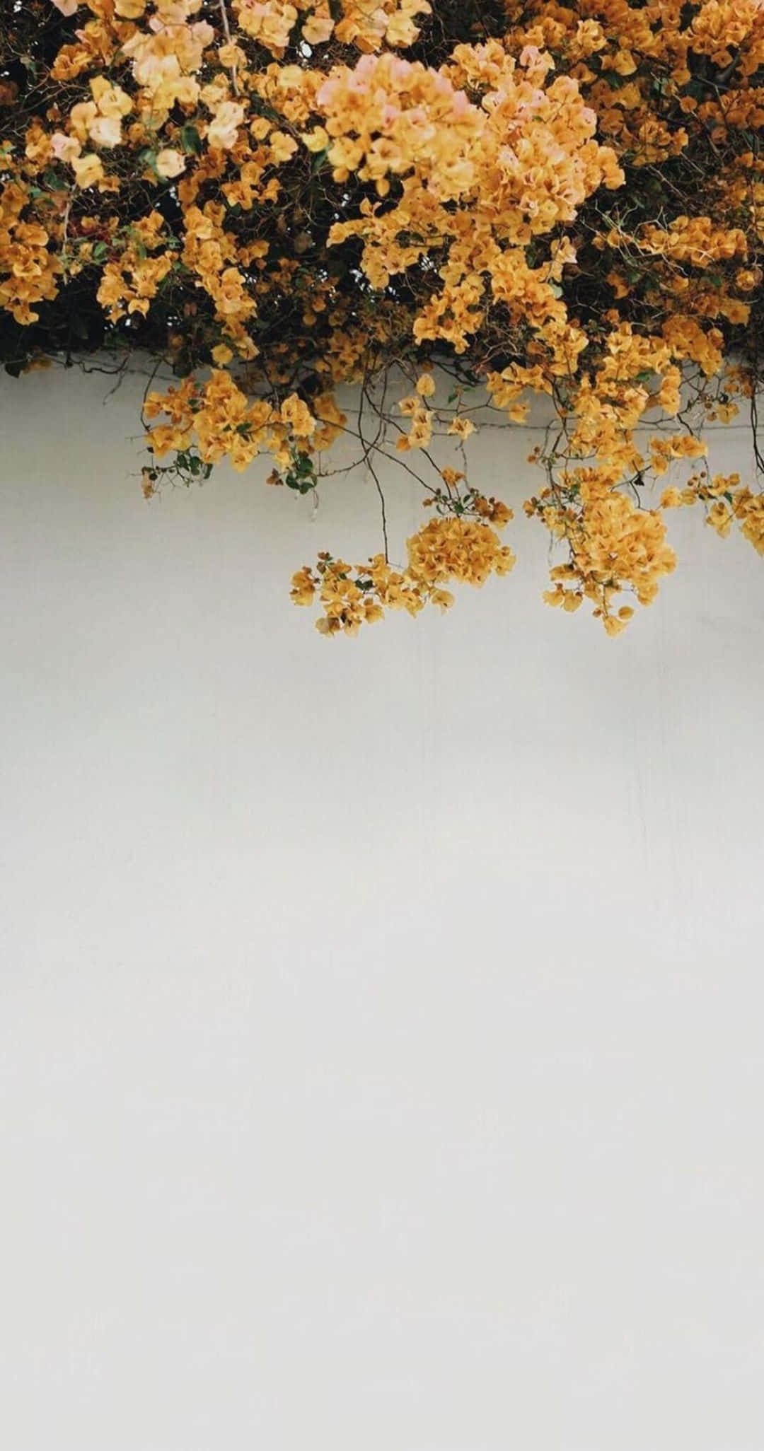 Tumblr Photography, golden leaves, bougainvillea, Full HD Phone Wallpaper
