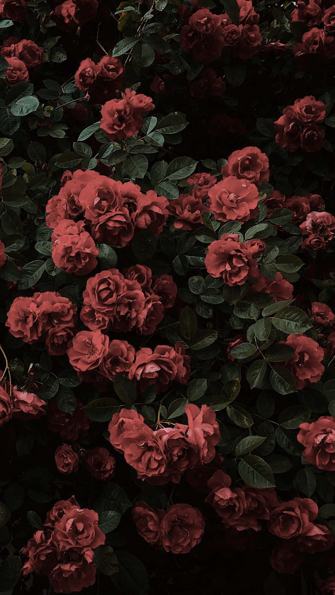 deep red roses, dark green leaves, moody lighting, Full HD Phone Wallpaper