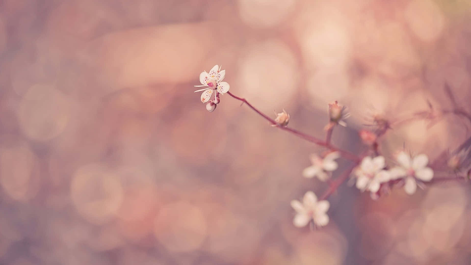 white blossoms, slender branches, soft pink bokeh background, Full HD Desktop Wallpaper