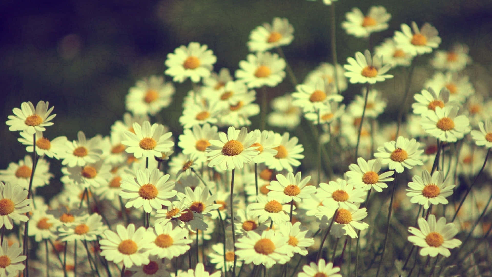 daisies, creamy white petals, golden centers, Full HD Desktop Wallpaper