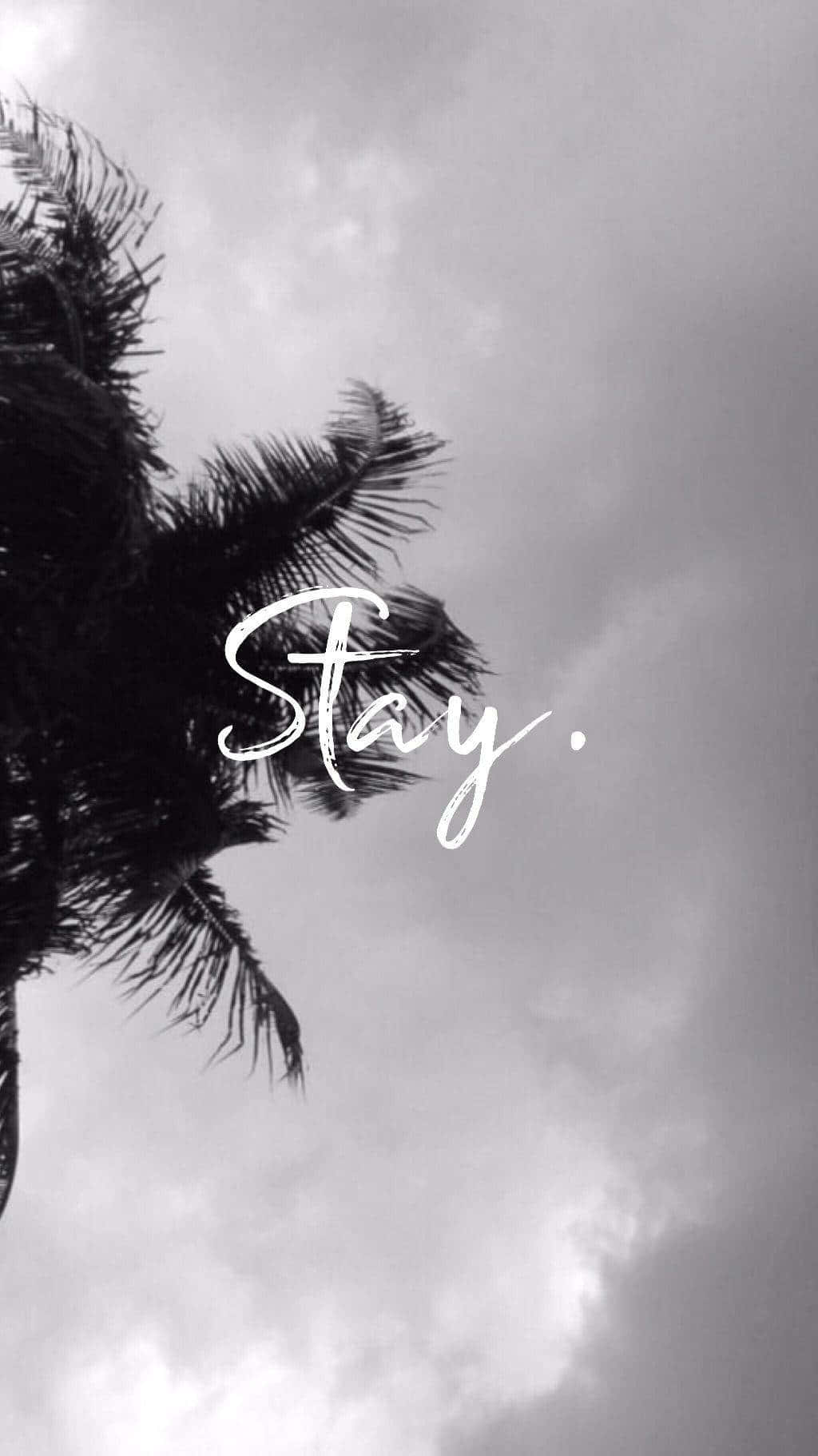 palm tree silhouette, cloudy sky, Stay, HD Phone Wallpaper