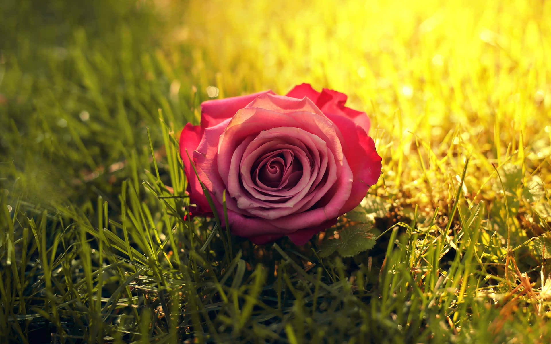 pink rose, vibrant green grass, warm golden sunlight, Full HD Desktop Wallpaper