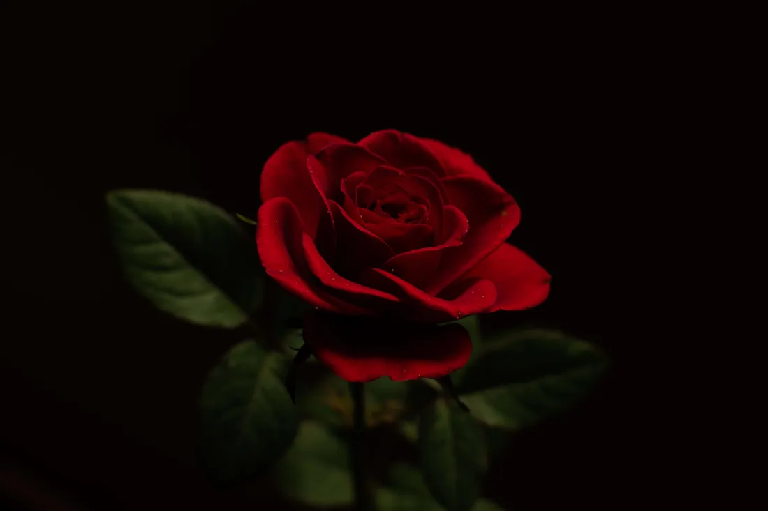 Tumblr Roses HD