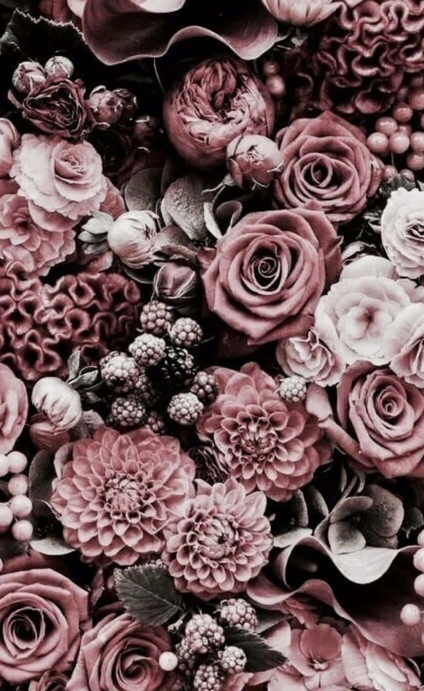 tumblr roses hd, mauve, dusty rose, HD Phone Wallpaper