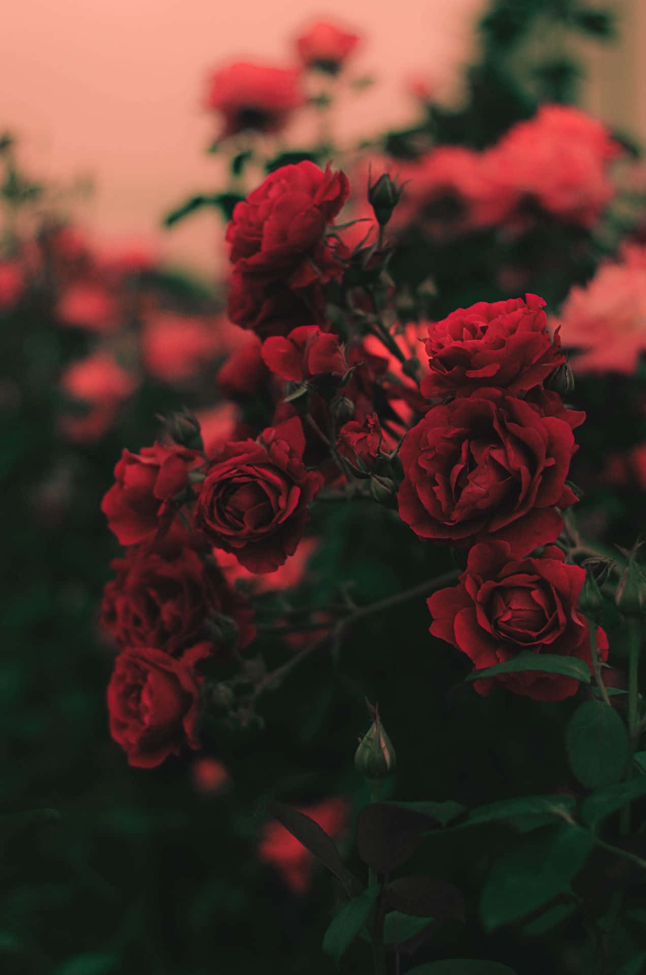 Tumblr Roses HD, deep red roses, warm pink twilight sky, Full HD Phone Wallpaper