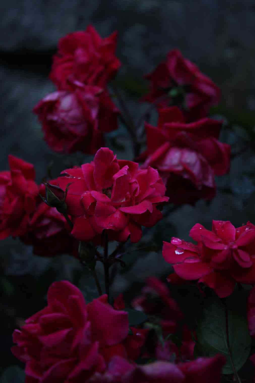 tumblr roses hd, deep crimson roses, dewdrops, HD Phone Wallpaper