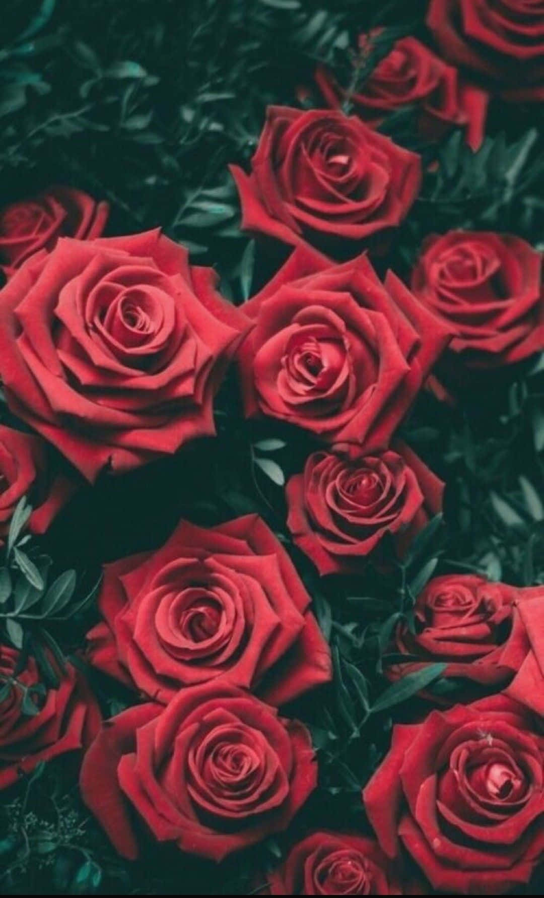 tumblr roses hd, vibrant red roses, dark green foliage, HD Phone Wallpaper