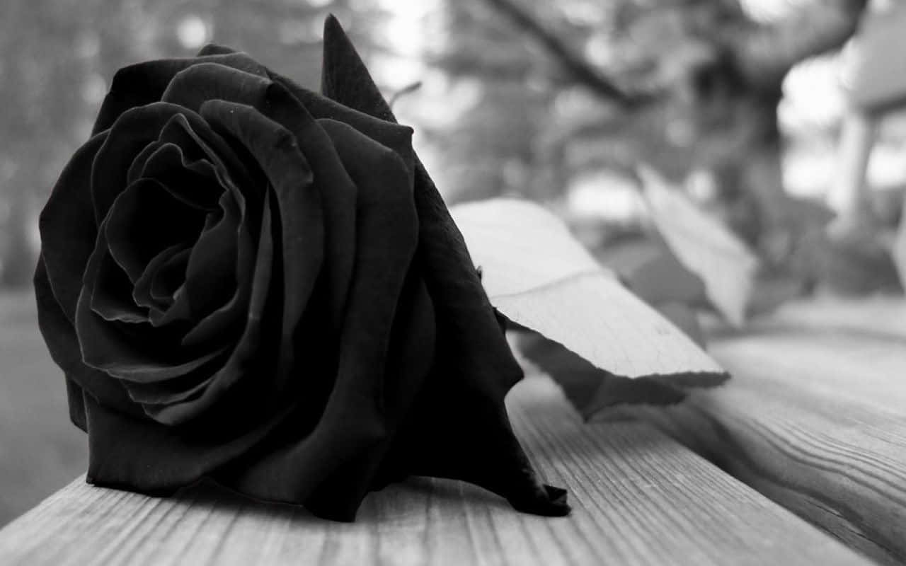tumblr roses hd, black rose, intricate petals, HD Desktop Wallpaper