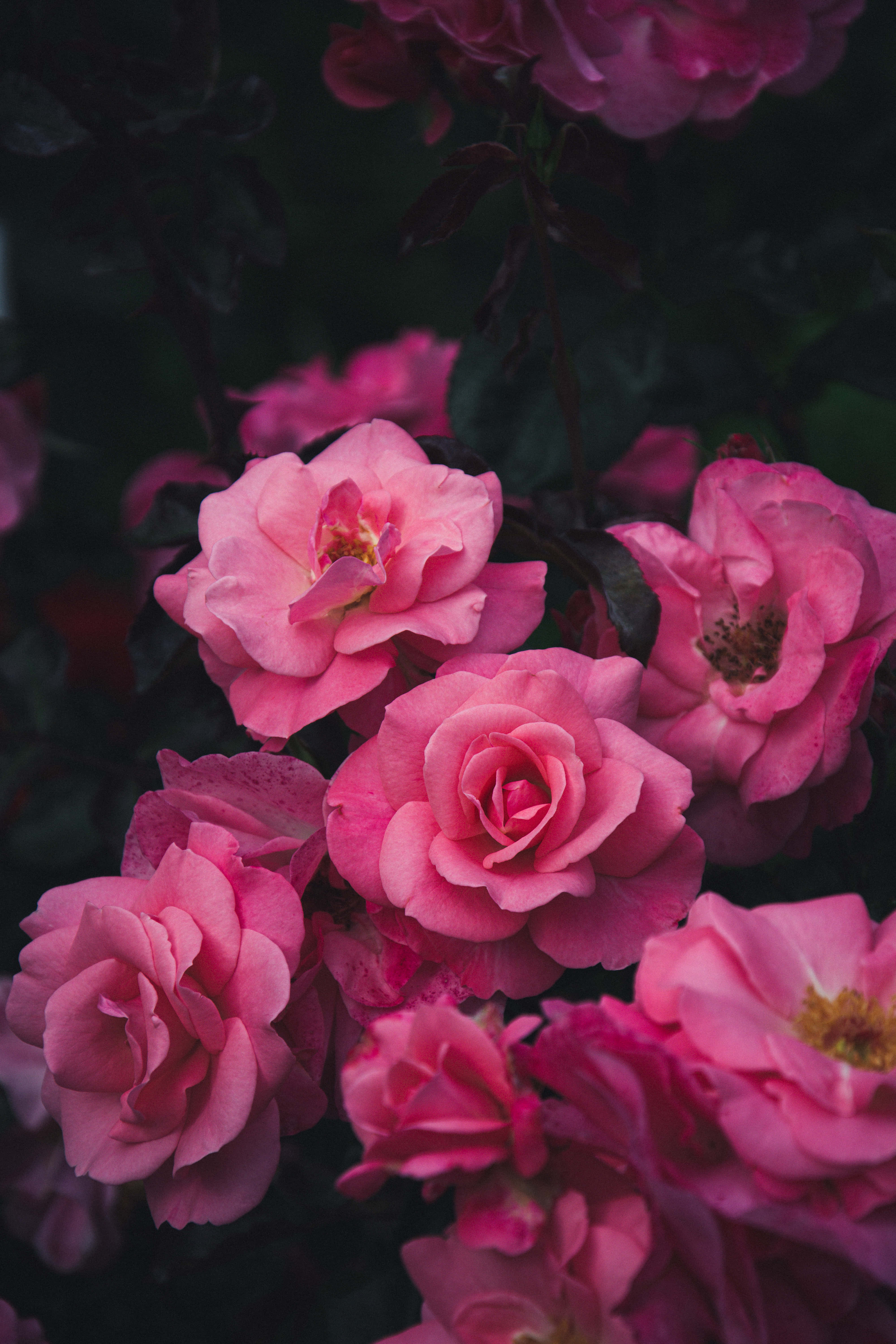 Tumblr Roses HD, roses, soft pink, 5K Phone Wallpaper