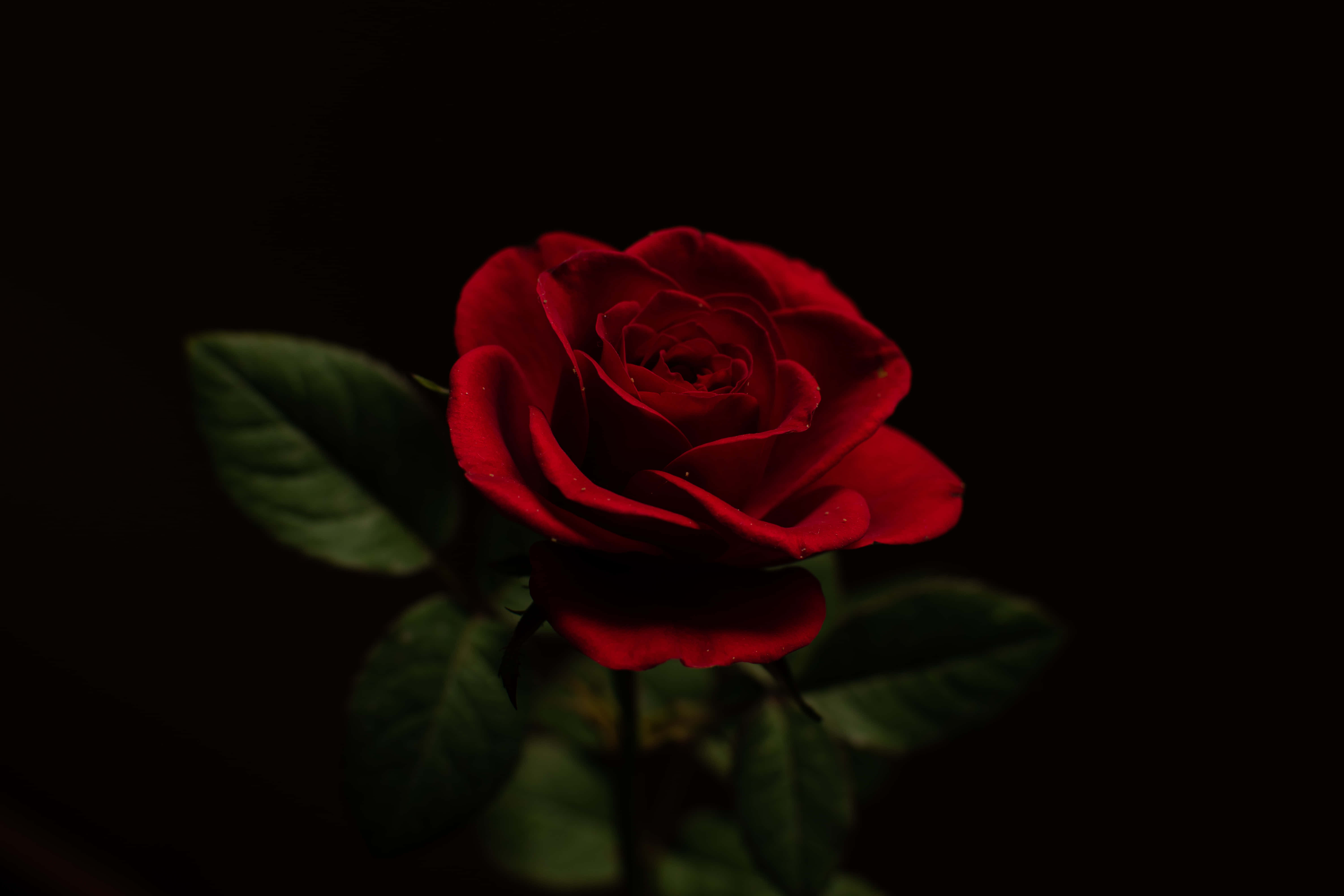 tumblr roses hd, red rose, black background, 5K Desktop Wallpaper
