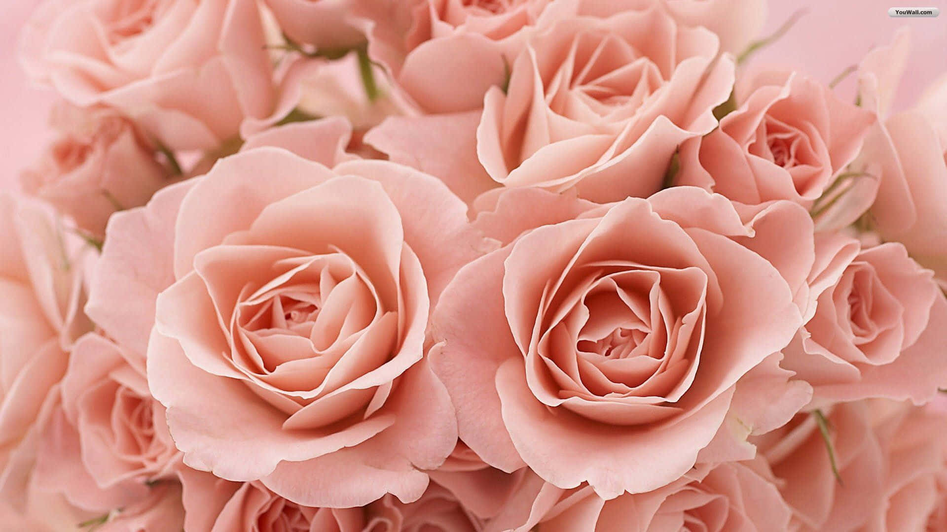 tumblr roses hd, pink roses, layered petals, Full HD Desktop Wallpaper