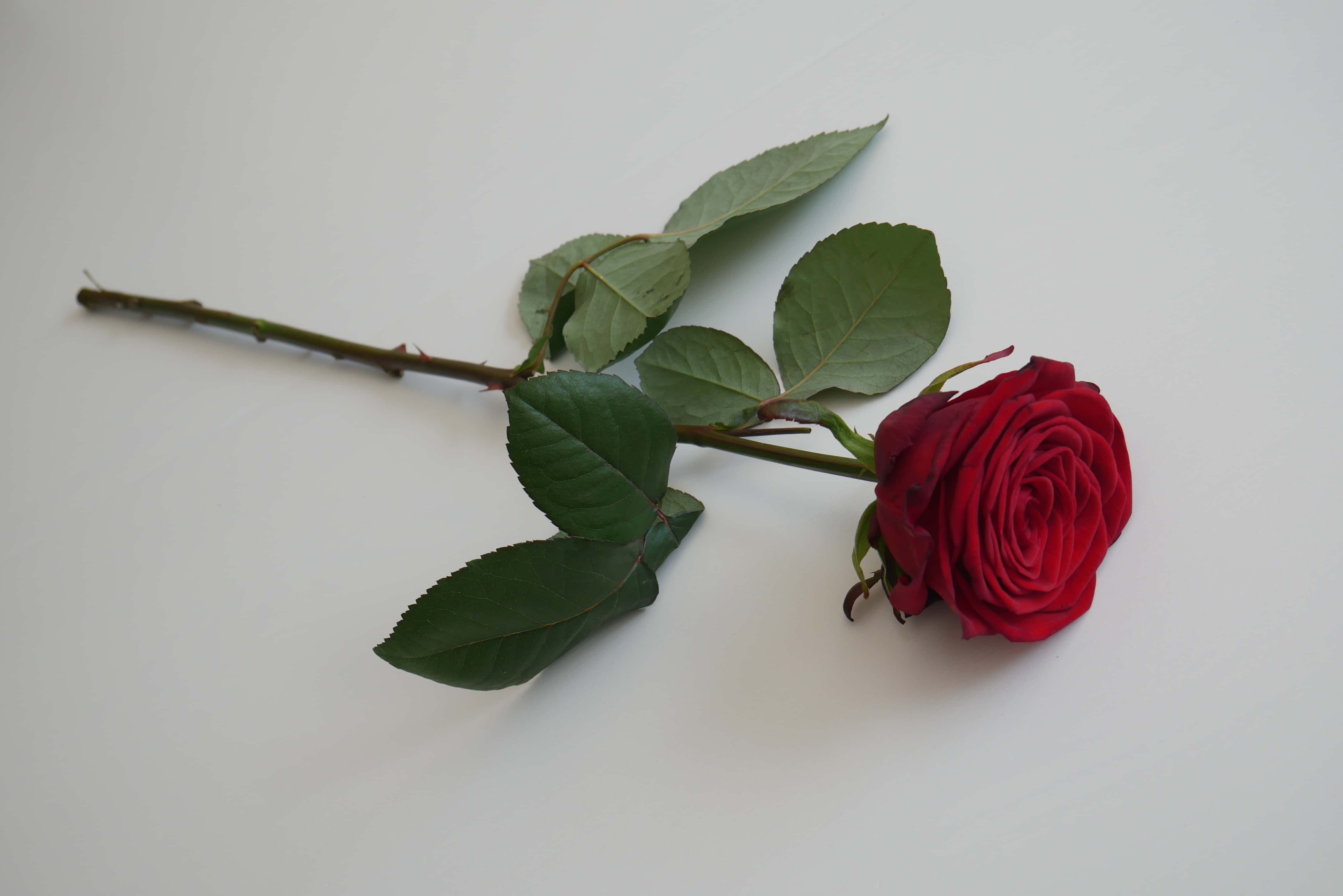 tumblr roses hd, red rose, green leaves, 4K Desktop Wallpaper