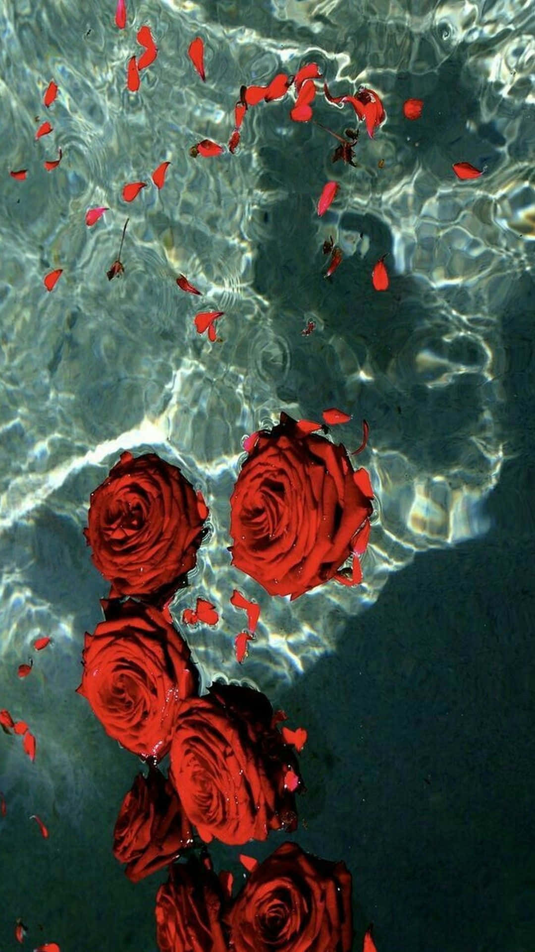 tumblr roses hd, red rose, white background, Full HD Phone Wallpaper