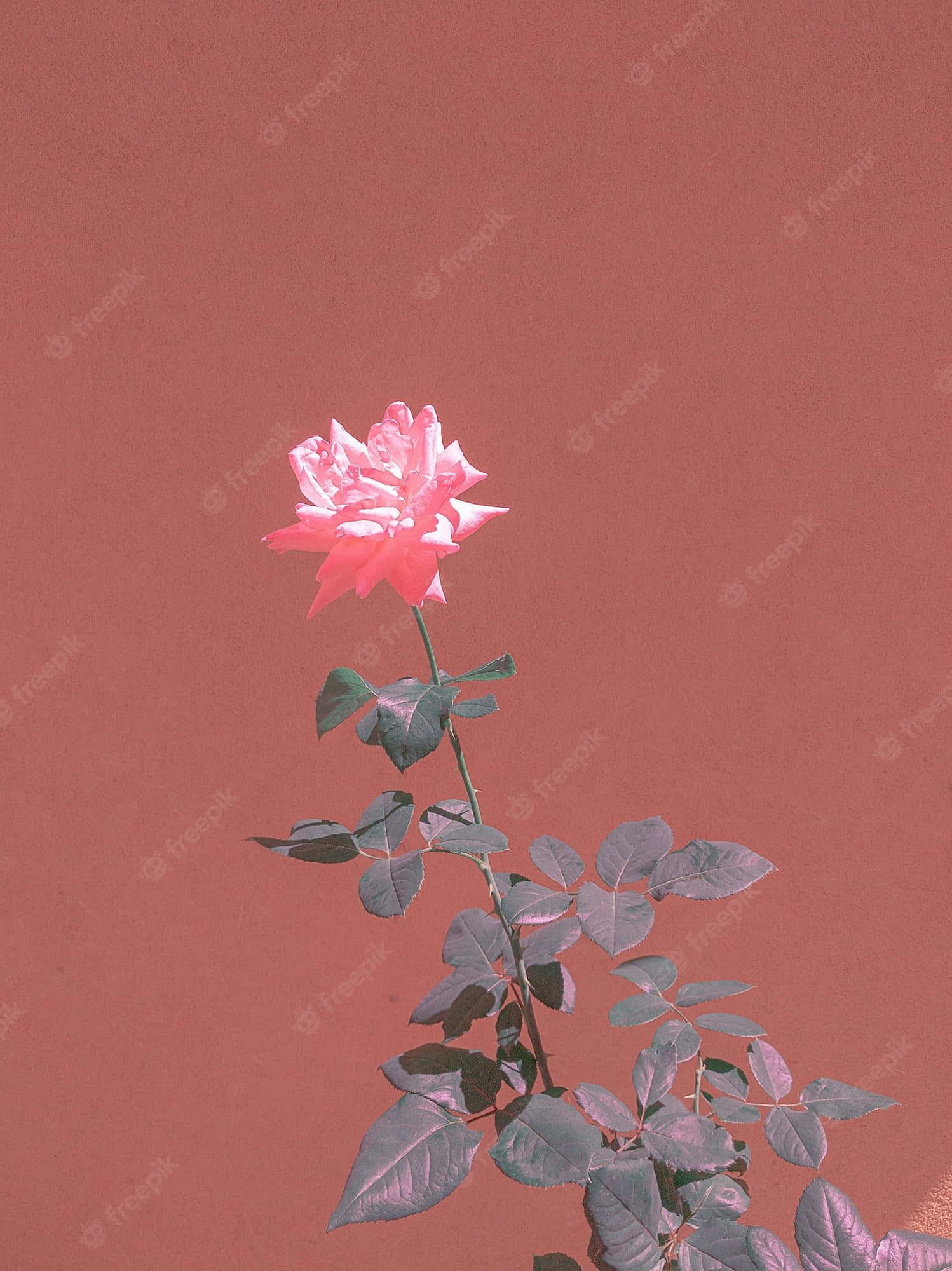 tumblr roses hd, pink rose, glowing lavender background, Full HD Phone Wallpaper