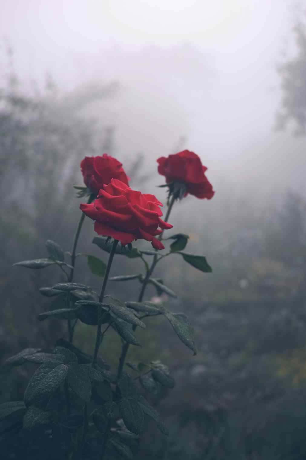 Red Rose, dew drops, misty gray fog, HD Phone Wallpaper