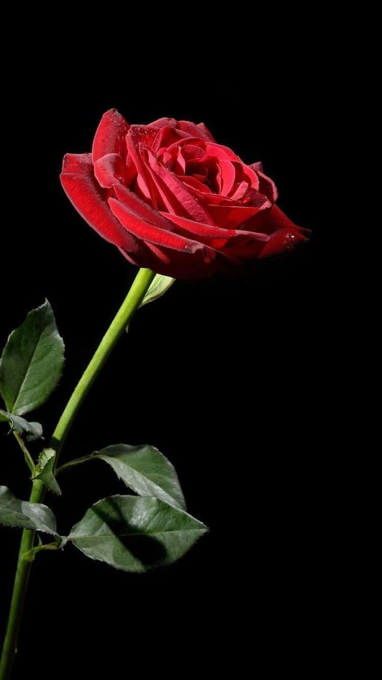 tumblr roses hd, red rose, dew drops, HD Phone Wallpaper