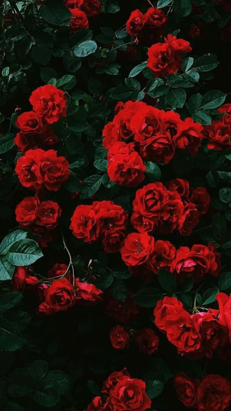 Tumblr Roses HD, vibrant red roses, deep shadowed green foliage, HD Phone Wallpaper