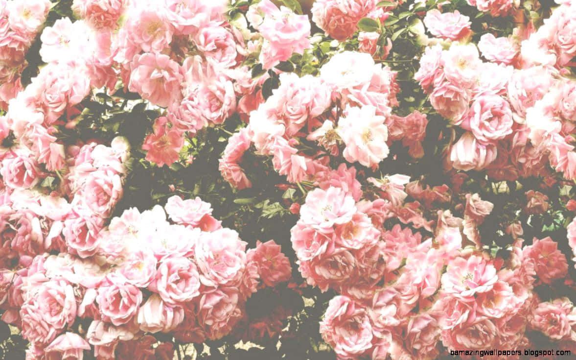 tumblr roses hd, red roses, pink roses, SD Desktop Wallpaper