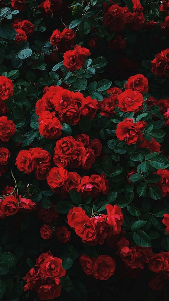 Tumblr Roses HD, vibrant red roses, deep shadowed green foliage, SD Phone Wallpaper