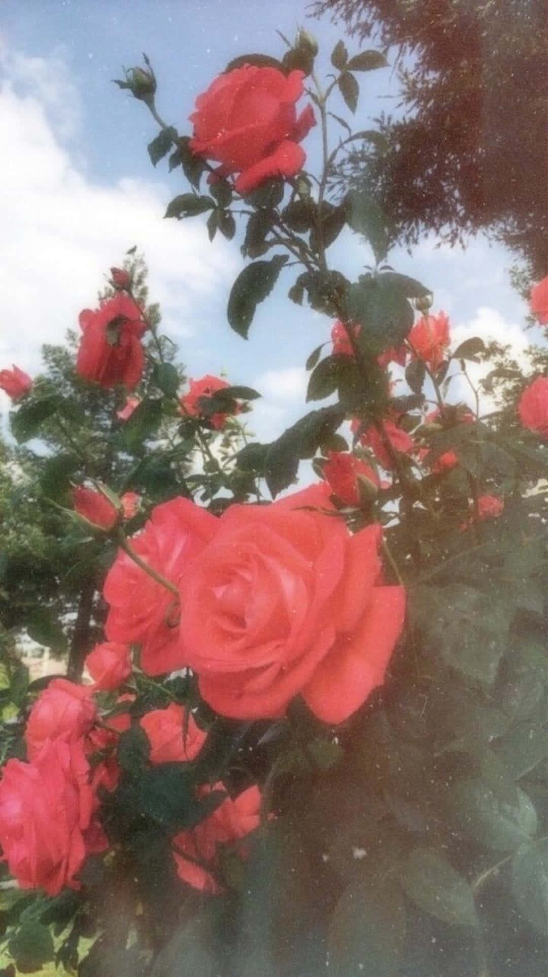 Tumblr Roses HD, vibrant red roses, bright blue sky, Full HD Phone Wallpaper