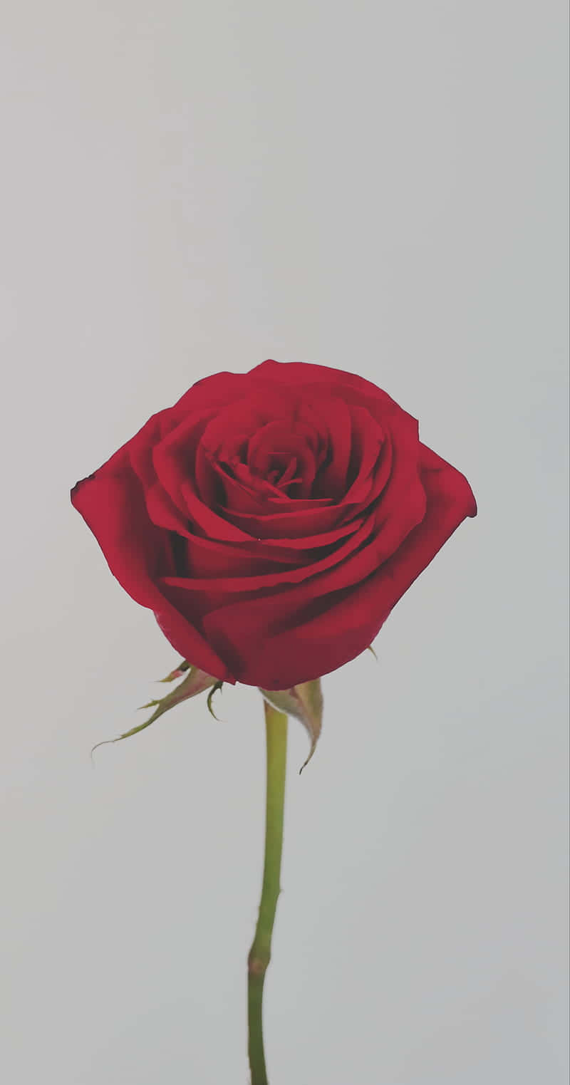 tumblr roses hd, vibrant red rose, green stem, HD Phone Wallpaper