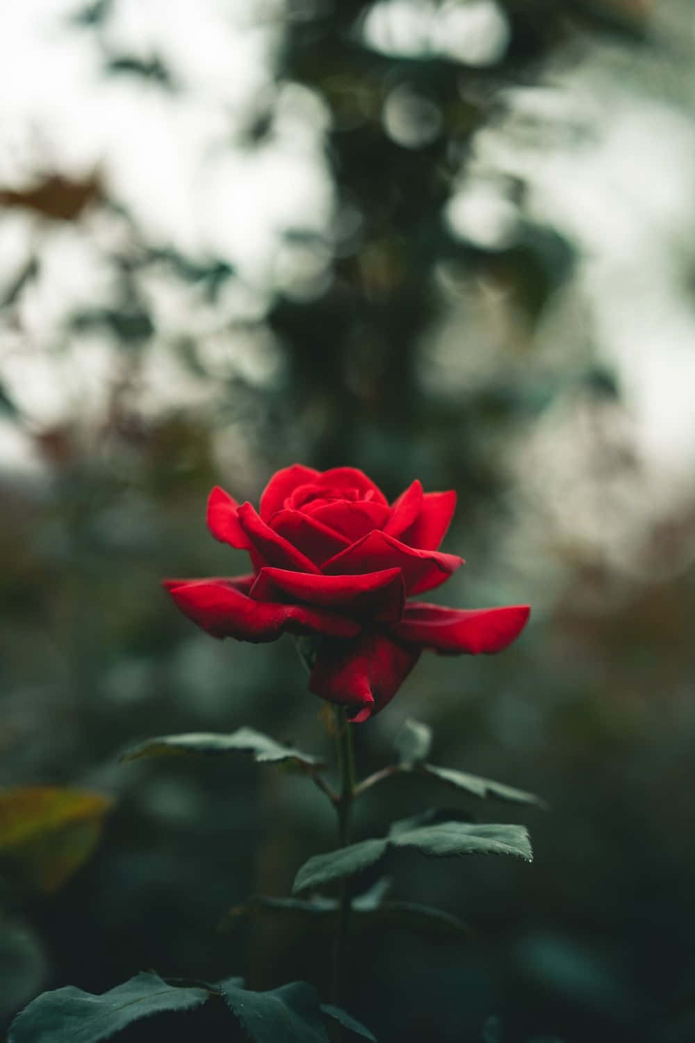 tumblr roses hd, vivid red rose, muted green and gray garden backdrop, HD Phone Wallpaper