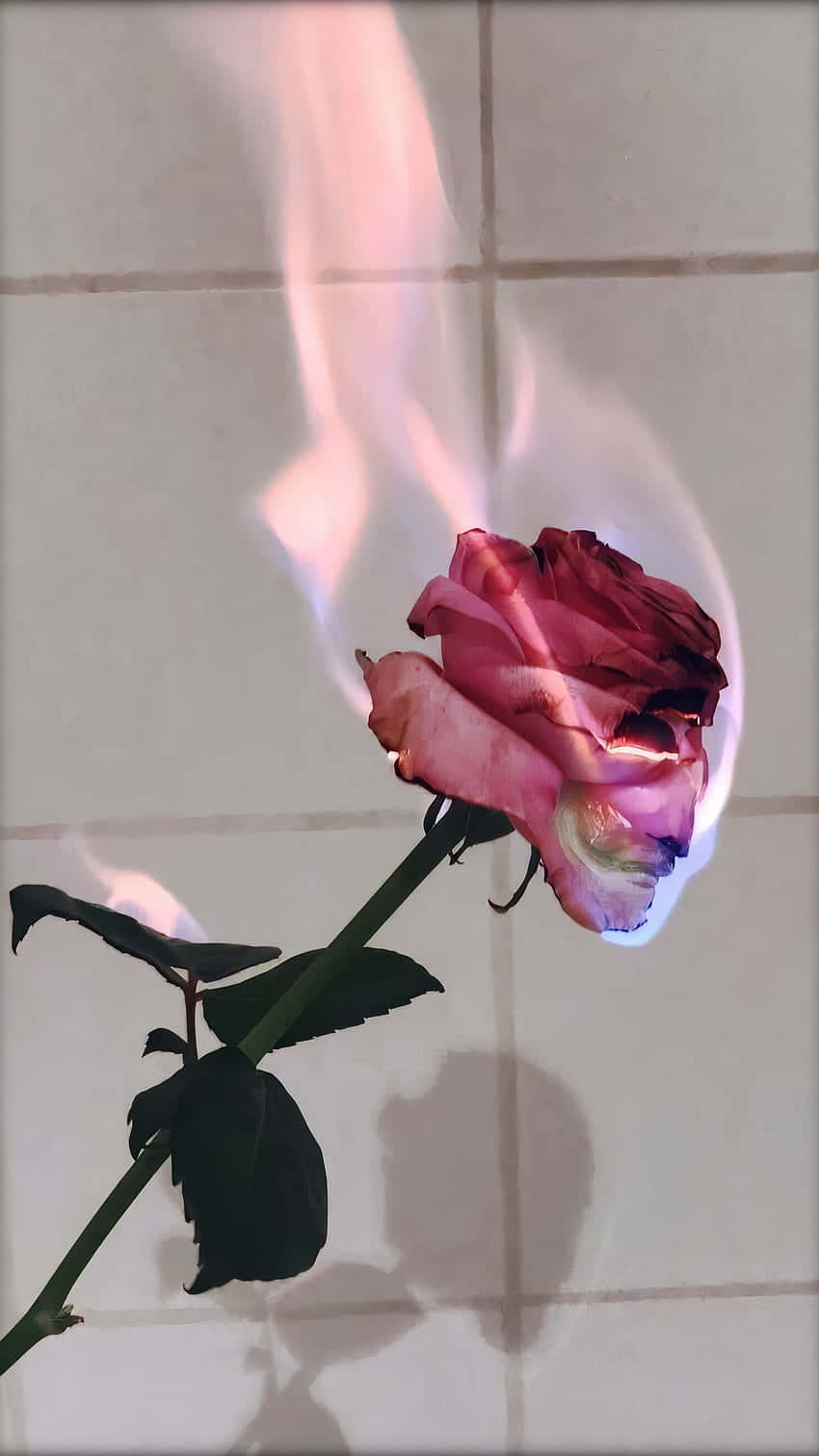 tumblr roses hd, pink rose, blue and orange flames, HD Phone Wallpaper