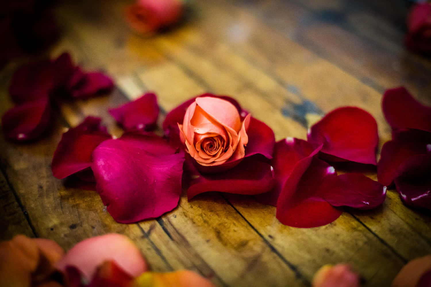 peach rosebud, deep red petals, weathered wooden surface, HD Desktop Wallpaper