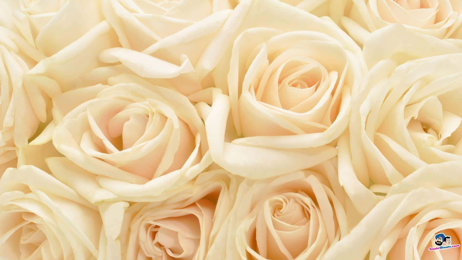 tumblr roses hd, 1920 x 1080, creamy white roses, Full HD Desktop Wallpaper