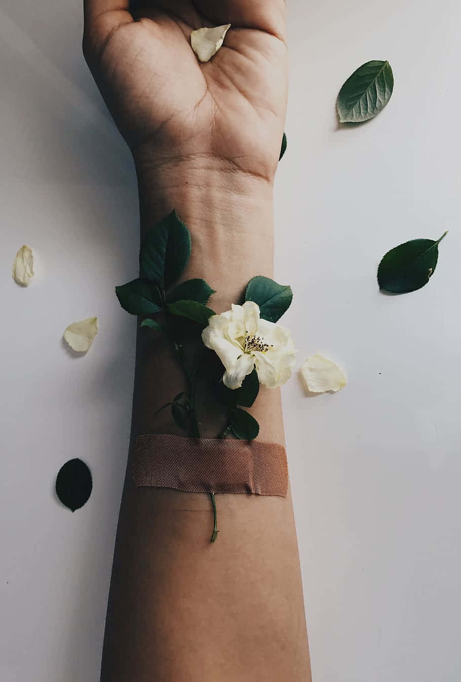 tumblr roses hd, white rose, scattered petals, HD Phone Wallpaper
