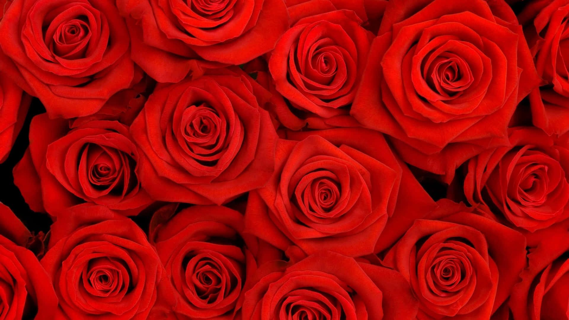 vibrant red roses, dense lush floral arrangement, dark background, Full HD Desktop Wallpaper