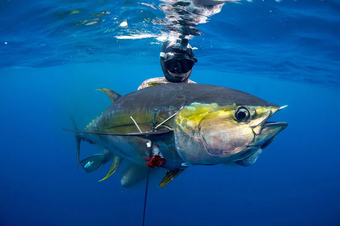Tuna