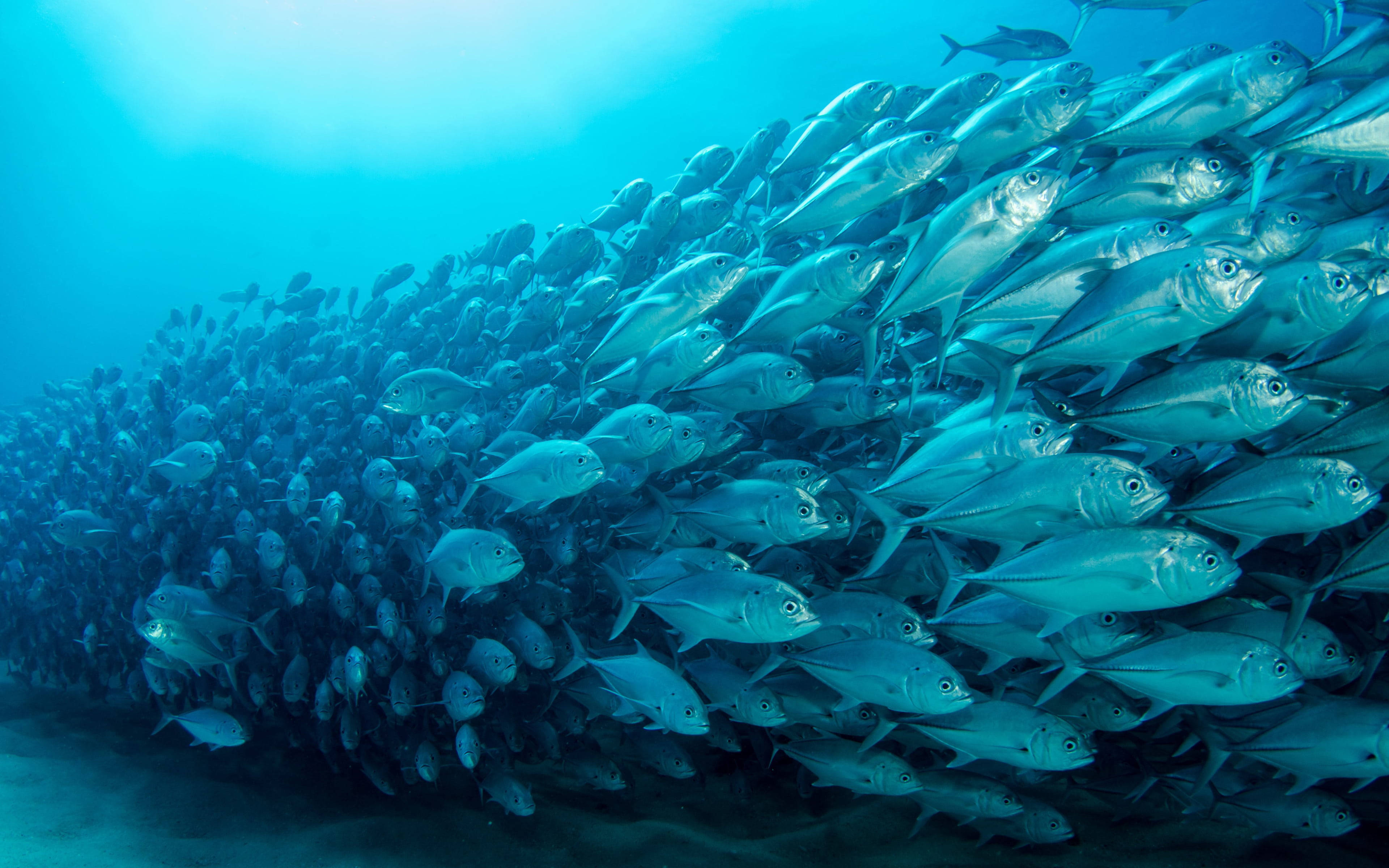 school of tuna fishes, silver fish, bright blue ocean water, 4K Desktop Wallpaper