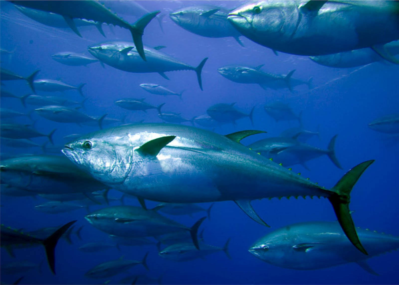 tuna, school of sleek blue tuna, deep ocean waters, HD Desktop Wallpaper